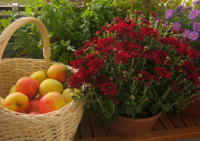 Apples in a wicker basket with chrysanthemums