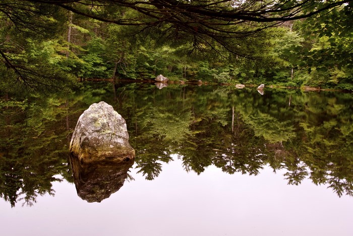 Rock in a forest lake with reflections