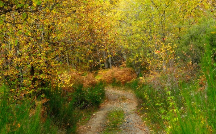 Autumn forest path with yellow and green foliage