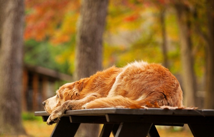 Golden Retriever dog resting on a picnic table in autumn