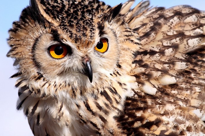 Close-up of a Great Horned Owl's face