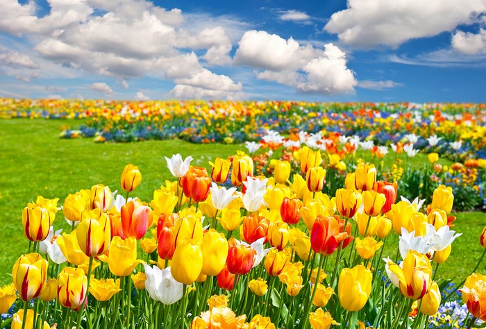 Field of Tulips Under a Cloudy Sky