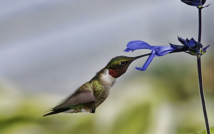 Hummingbird feeding on a blue flower