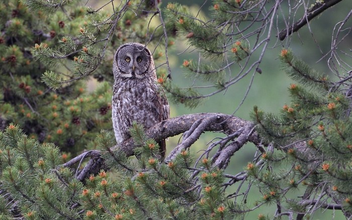 Great Gray Owl perched on a pine branch