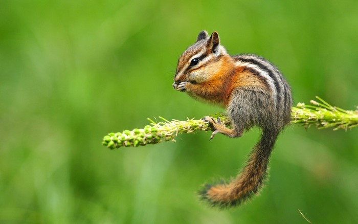 Chipmunk eating on a plant stem