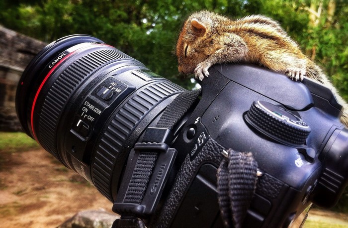 Chipmunk sleeping on Canon camera lens