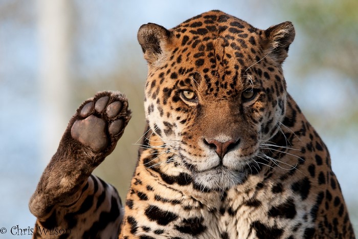 Jaguar with Paw Raised