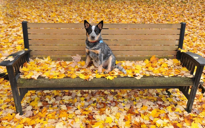 Australian Cattle Dog sitting on a bench covered in autumn leaves