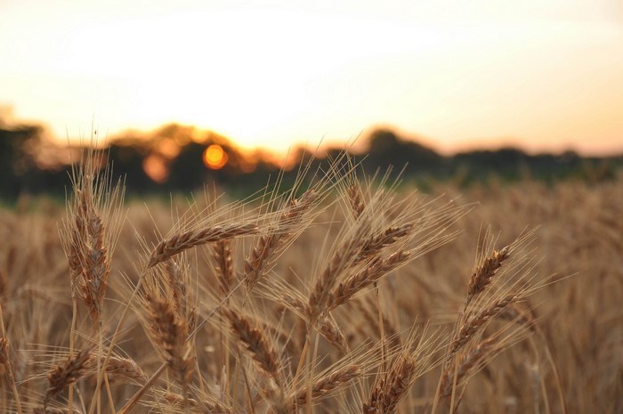 Wheat field at sunset