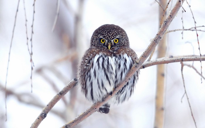 Small owl perched on a branch in winter