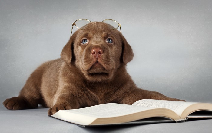 Chocolate Labrador puppy wearing glasses with a book