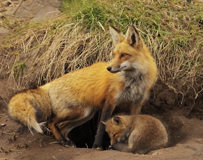 Red Fox Mother and Cub at Den