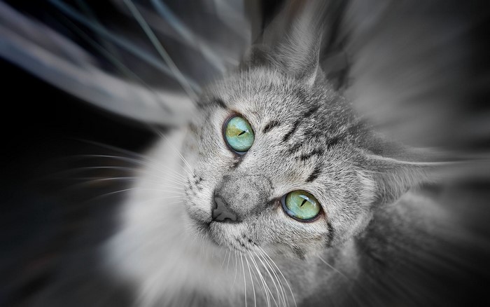 Close-up of a grey tabby cat with green eyes