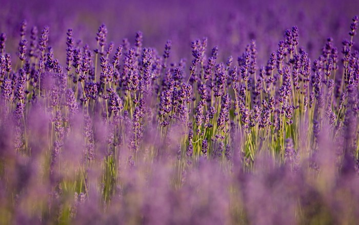 Field of Lavender Flowers