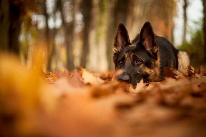 German Shepherd lying in autumn leaves