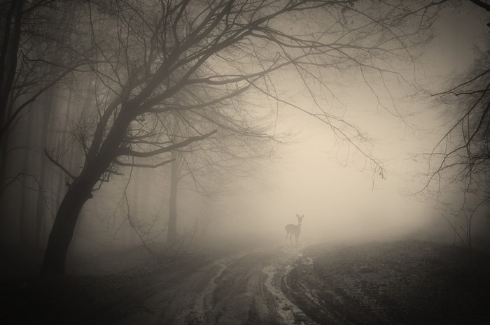 Deer in a foggy forest with trees