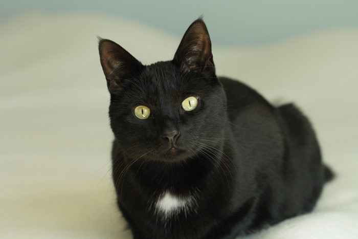 Black cat with green eyes looking forward