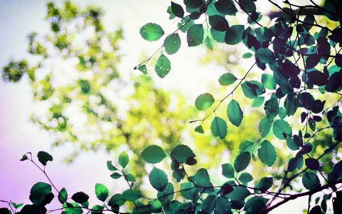 Green leaves and branches against a blurred background