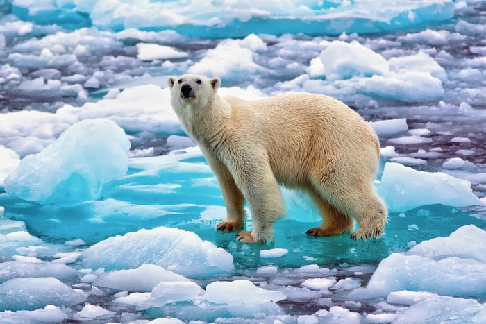 Polar bear on ice floes