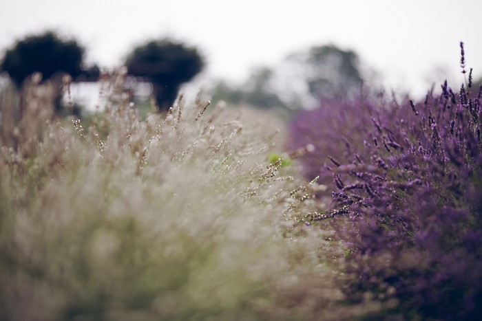 Lavender field with trees in the background