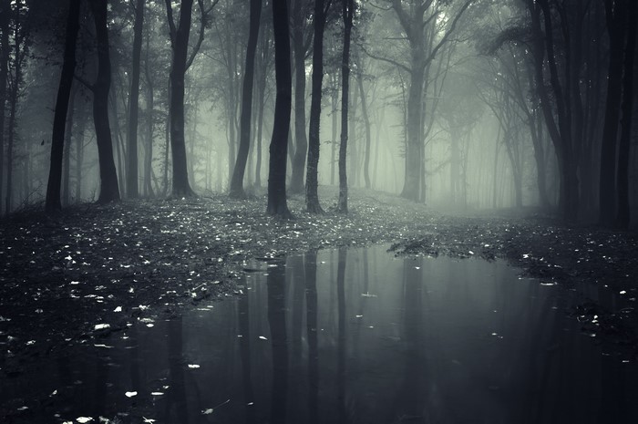 Foggy Forest with Puddle