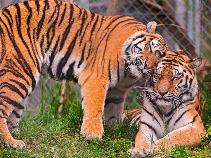 Two tigers showing affection in grassy enclosure