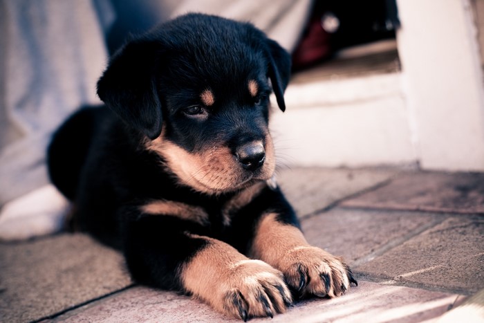 Puppy Rottweiler lying on the ground