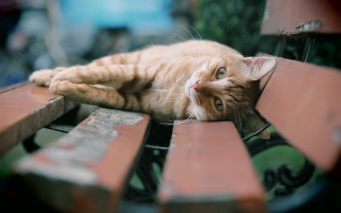Orange tabby cat lying on a wooden bench