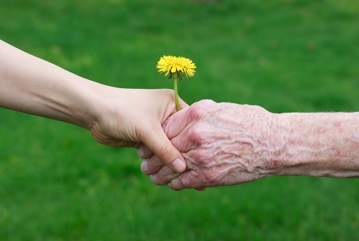 Hands holding a dandelion