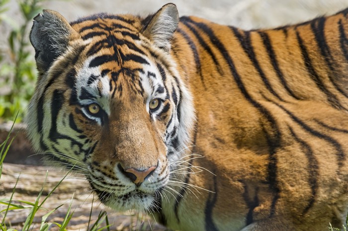 Tiger looking forward