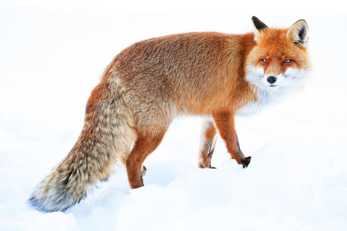 Red Fox in Snow