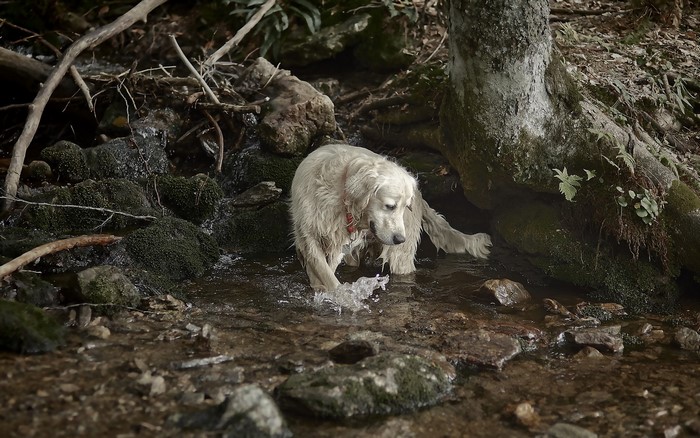 Golden Retriever wading in a forest stream