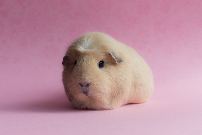A light brown guinea pig on a pink background