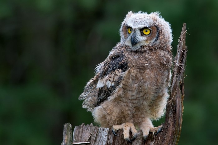 Young Great Horned Owl perched on a dead tree stump