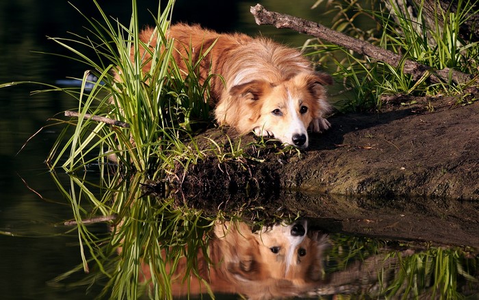 A Border Collie dog rests by the water
