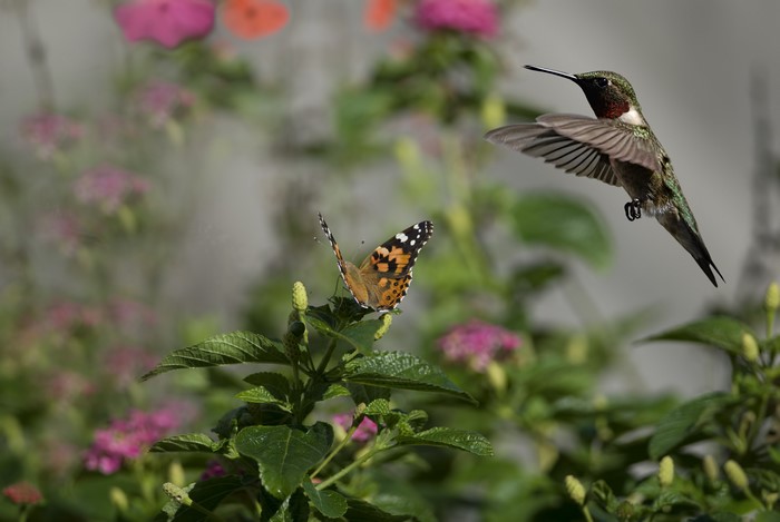 Hummingbird and Butterfly near Flowers