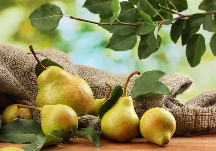 Pears on Burlap with Foliage