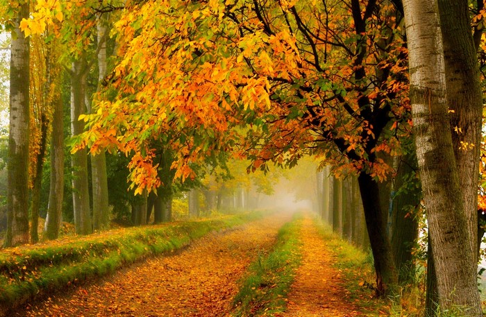 Foggy Autumn Pathway with Vibrant Foliage