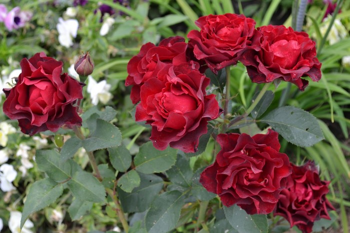 Deep Red Roses in a Garden