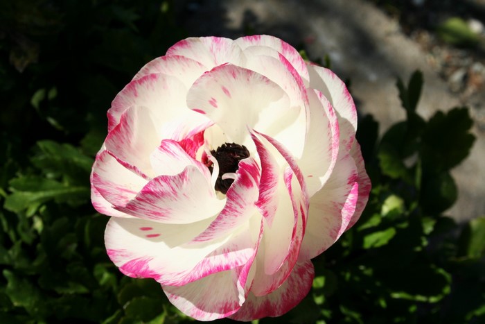 White and pink ranunculus flower closeup
