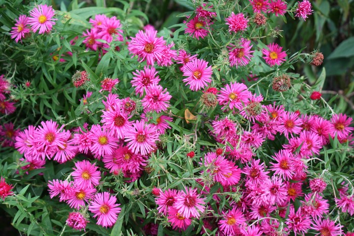 A cluster of bright pink asters in bloom