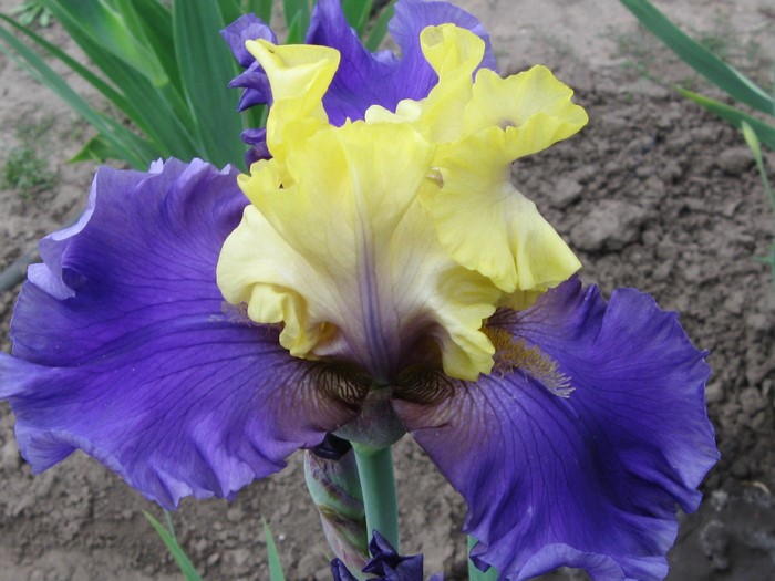 Close-up of a purple and yellow iris flower