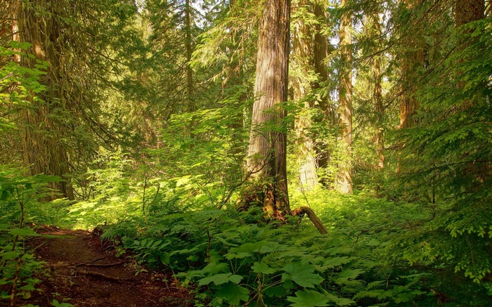 Sunlit forest path with ferns and large trees