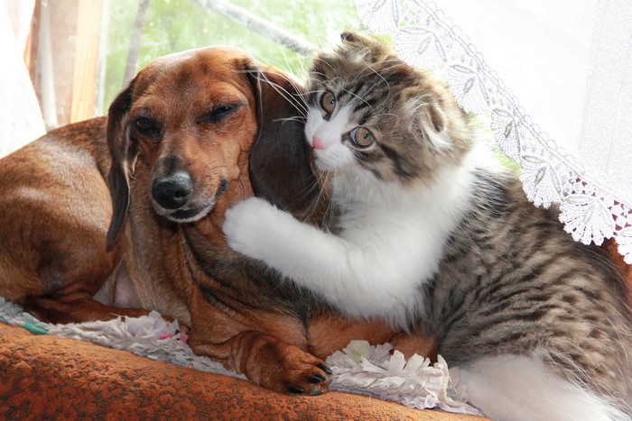 Dachshund dog and kitten hugging