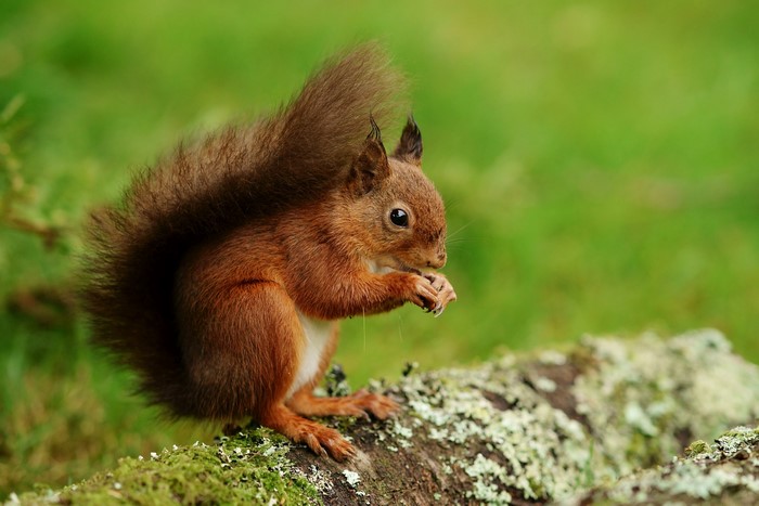Red squirrel eating on a mossy log