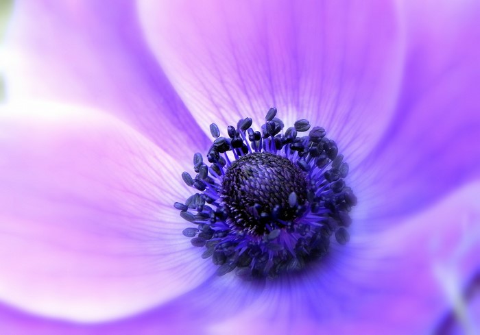 Close-up of a purple anemone flower