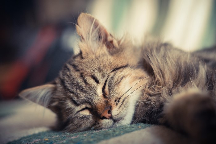 A tabby cat sleeping peacefully