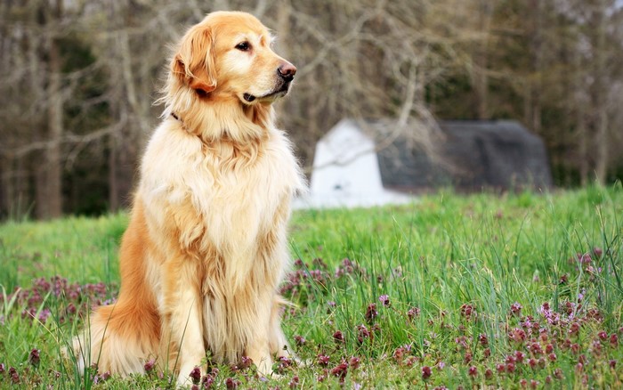 Golden Retriever dog sitting in a grassy field