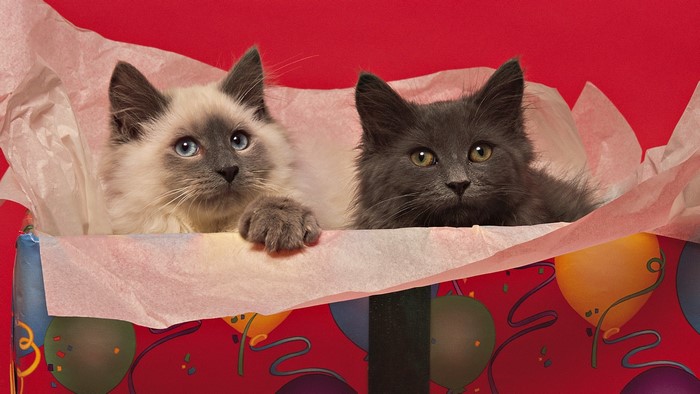Two kittens in a gift box