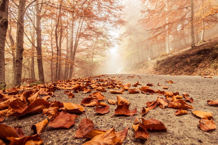Autumn road covered in fallen leaves and fog
